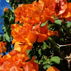 Sundown Bougainvillea Live Plant - 2 Pack, 4-6 Inches Tall, Orange Pink Red Blooms, Outdoor - Image 2