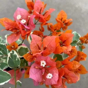 Sundown Bougainvillea Live Plant - 2 Pack, 4-6 Inches Tall, Orange Pink Red Blooms, Outdoor - Image 3
