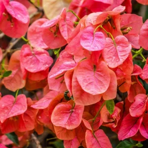 Sundown Bougainvillea Live Plant - 2 Pack, 4-6 Inches Tall, Orange Pink Red Blooms, Outdoor - Image 4