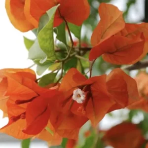 Sundown Bougainvillea Live Plant - 2 Pack, 4-6 Inches Tall, Orange Pink Red Blooms, Outdoor - Image 1