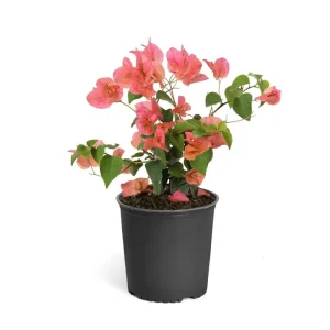 Sundown Bougainvillea Live Plant - 2 Pack, 4-6 Inches Tall, Orange Pink Red Blooms, Outdoor - Image 5