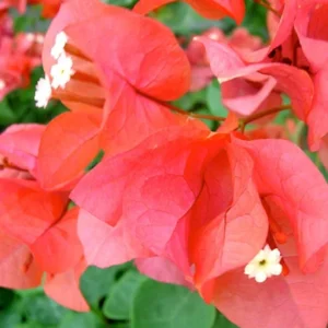 Sundown Bougainvillea Live Plant - 2 Pack, 4-6 Inches Tall, Orange Pink Red Blooms, Outdoor - Image 6