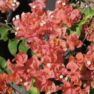 Sundown Bougainvillea Live Plant - 2 Pack, 4-6 Inches Tall, Orange Pink Red Blooms, Outdoor - Image 7
