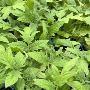 Super Fantastic Tomato Live Plants - Set of 2, 6-10 in Tall, 60+ Days Old, Determinate, Outdoor - Image 1