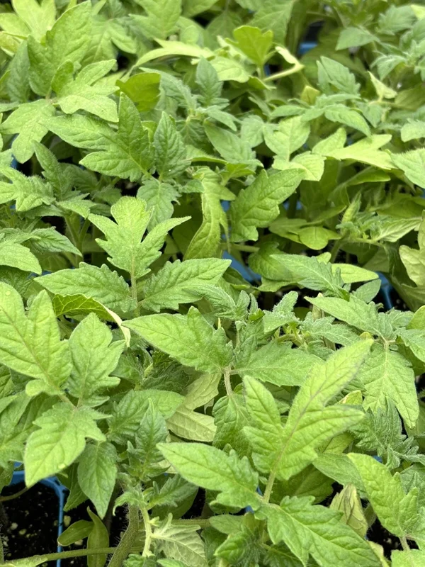 Super Fantastic Tomato Live Plants - Set of 2, 6-10 in Tall, 60+ Days Old, Determinate, Outdoor - Image 1