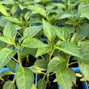 Super Hot Chili Pepper Live Plants - 3 Pack, 75 Day Old Vegetative Stage, Outdoor - Image 1