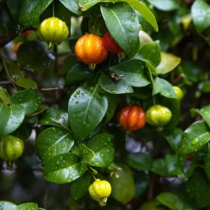 Surinam Cherry Live Plant - 22-26 inch (2 ft) Tall in 1 Gallon Pot - Image 2