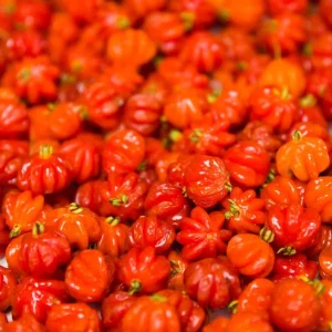 Surinam Cherry Live Plant - 22-26 inch (2 ft) Tall in 1 Gallon Pot - Image 1