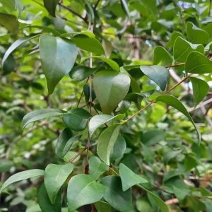 Surinam Cherry Live Plant - Eugenia uniflora - 5-8in Tall, 4in Pot - Edible Fruit Shrub - Image 2