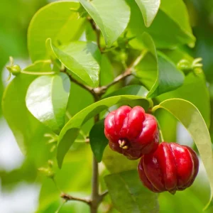 Surinam Cherry Live Plant - Eugenia uniflora - 5-8in Tall, 4in Pot - Edible Fruit Shrub - Image 1