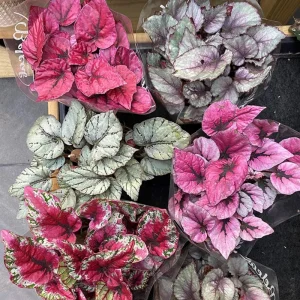 Surprise Rex Begonia Live Plant – 3in Pot – Vibrant Indoor Houseplant - Image 2
