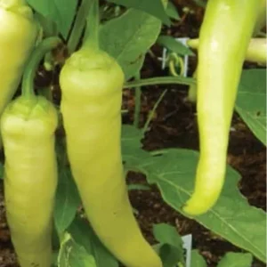 Sweet Banana Pepper Live Plants - 3 Pack, Vegetable Garden Ready - Image 1
