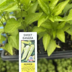 Sweet Banana Pepper Live Plants - 3 Pack, Vegetable Garden Ready - Image 2