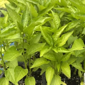 Sweet Banana Pepper Live Plants - 3 Pack, Vegetable Garden Ready - Image 3
