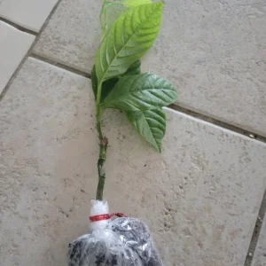 Sweet Sunrise Passion Fruit Live Plant - 4-6 Inch Tall Tropical Vine - Image 2