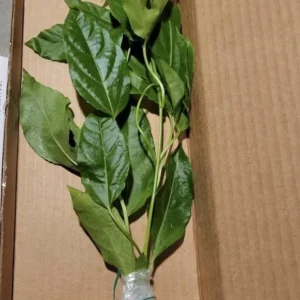 Sweet Sunrise Passion Fruit Live Plant - 4-6 Inch Tall Tropical Vine - Image 4