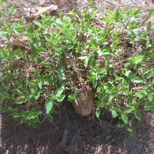 Sweetheart Lilac Live Plant - Syringa x hyacinthiflora 'Sweetheart', 8-10 Inch Starter, Pink Fragrant Flowers - Image 2