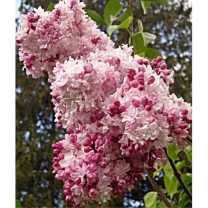 Sweetheart Lilac Live Plant - Syringa x hyacinthiflora 'Sweetheart', 8-10 Inch Starter, Pink Fragrant Flowers - Image 1