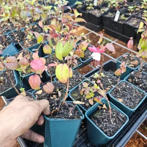 Swingtime Fuchsia Live Plant – Trailing Fuchsia – 4in Pot – Outdoor Flower - Image 2
