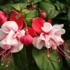 Swingtime Fuchsia Live Plant – Trailing Fuchsia – 4in Pot – Outdoor Flower - Image 1