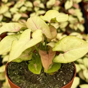 Syngonium Mango Allusion Arrowhead Live Plant – 4 inch Pot – Indoor Tropical - Image 2
