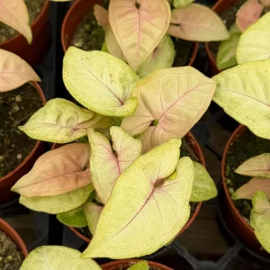 Syngonium Mango Allusion Arrowhead Live Plant – 4 inch Pot – Indoor Tropical - Image 3