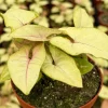 Syngonium Mango Allusion Arrowhead Live Plant – 4 inch Pot – Indoor Tropical - Image 1