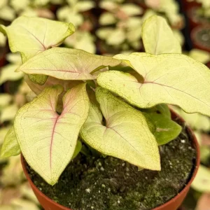 Syngonium Mango Allusion Arrowhead Live Plant – 4 inch Pot – Indoor Tropical - Image 1