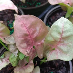 Syngonium Pink Lava Live Plant – 4in Pot – Rare Indoor Houseplant - Image 2