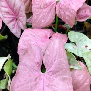 Syngonium Pink Lava Live Plant – 4in Pot – Rare Indoor Houseplant - Image 1