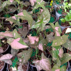Syngonium Pink Splash Live Plant – 4in Pot, Starter, Indoor - Image 2