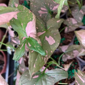 Syngonium Pink Splash Live Plant – 4in Pot, Starter, Indoor - Image 3
