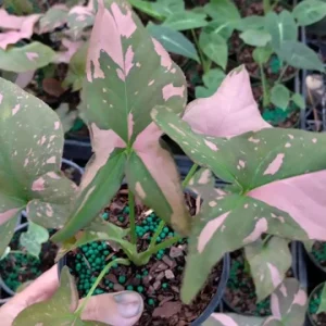 Syngonium Pink Splash Live Plant – 4in Pot, Starter, Indoor - Image 1