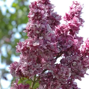 Syringa 'Adelaide Dunbar' Lilac Live Plant - Fragrant Deciduous Shrub, 6-10 Inch Tall, Outdoor - Image 1