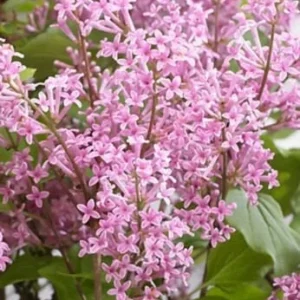 Syringa Meyeri 'Flowerfesta Pink' Lilac Live Plant - Fragrant Pink Reblooming Shrub - 7 Inch Starter - Image 1