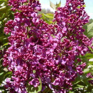 Syringa Monge Lilac Live Plant - Red-Purple Flowers, 6-8 Inch Starter Shrub, Outdoor - Image 1