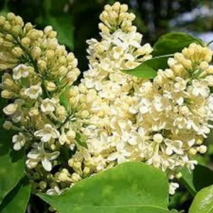 Syringa Primrose Lilac Live Plant - Fragrant Yellow Blooms - 7-10 Inch Starter - Image 1