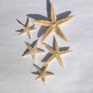 Tan Starfish Set of 10 - Natural Decorative Starfish for Crafts & Decor, 2-3 inch - Image 1