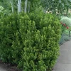 Taxus Hicksii Yew Live Plant – Evergreen Shrub – 5-7 Inch Tall Starter - Image 1