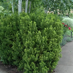 Taxus Hicksii Yew Live Plant – Evergreen Shrub – 5-7 Inch Tall Starter - Image 1