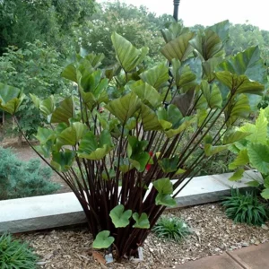Tea Cup Colocasia Live Plant - 6-12" Tall Tropical Elephant Ear for Containers - Image 2