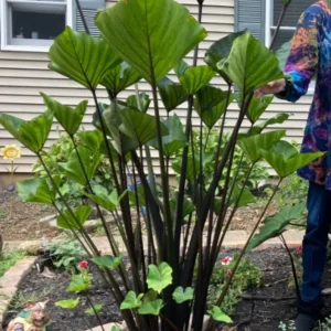 Tea Cup Colocasia Live Plant - 6-12