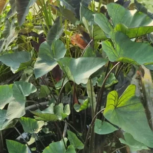 Tea Cup Colocasia Live Plant - 6-12