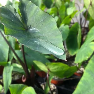 Tea Cup Colocasia Live Plant - 6-12