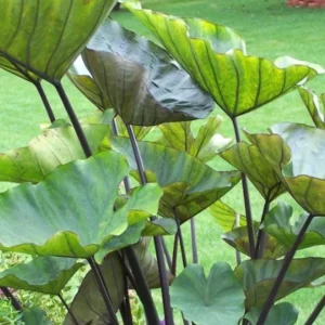 Tea Cup Colocasia Live Plant - 6-12" Tall Tropical Elephant Ear for Containers - Image 1