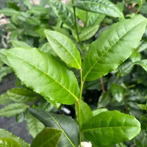 Tea Plant Camellia Sinensis Live Plant – 4" Tall Starter – Grow Your Own Tea - Image 1