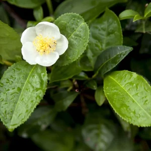 Tea Plant Camellia Sinensis Live Plant – 4" Tall Starter – Grow Your Own Tea - Image 2