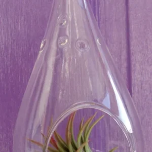 Tear Drop Air Plant Planter Kit - 5 Inch Glass Terrarium with Live Air Plants - Image 2