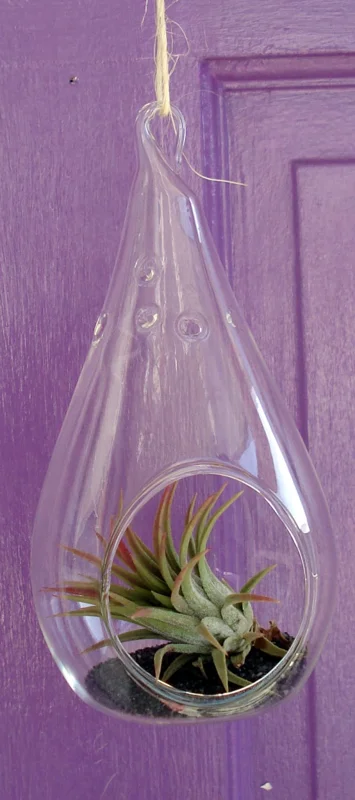 Tear Drop Air Plant Planter Kit - 5 Inch Glass Terrarium with Live Air Plants - Image 2