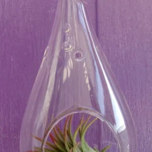 Tear Drop Air Plant Planter Kit - 5 Inch Glass Terrarium with Live Air Plants - Image 3
